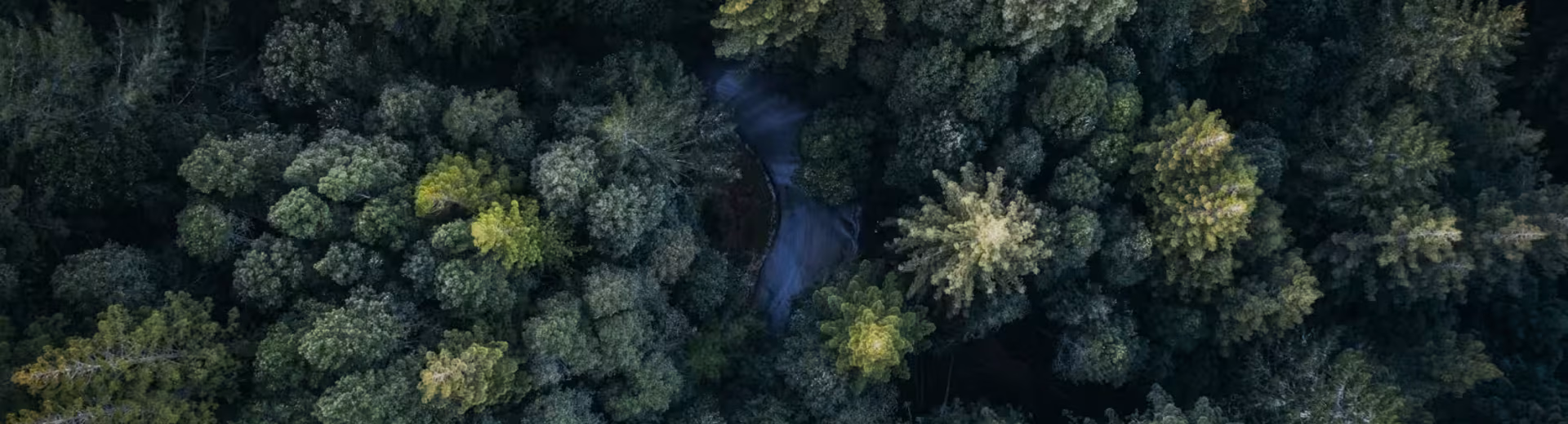 El líder indiscutible del mercado